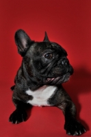 Picture of French Bulldog