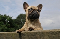 Picture of French Bulldog