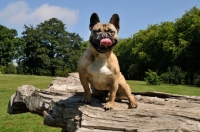 Picture of French Bulldog