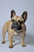 Picture of French Bulldog