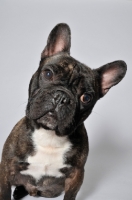 Picture of French Bulldog