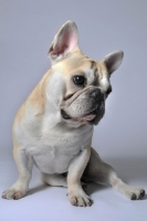 Picture of French Bulldog