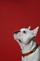 Picture of French Bulldog