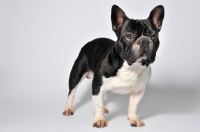 Picture of French Bulldog