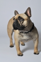 Picture of French Bulldog