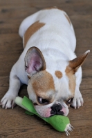 Picture of French Bulldog