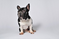 Picture of French Bulldog