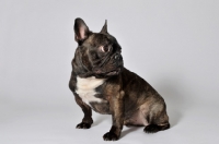 Picture of French Bulldog