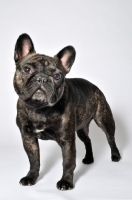 Picture of French Bulldog