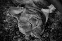 Picture of French Bulldog