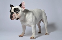 Picture of French Bulldog