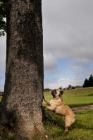 Picture of French Bulldog