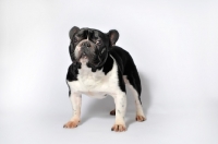 Picture of French Bulldog