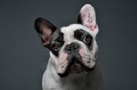 Picture of French Bulldog