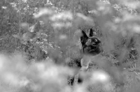 Picture of French Bulldog