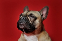 Picture of French Bulldog