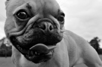 Picture of French Bulldog