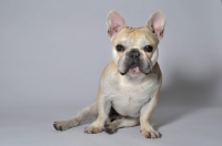 Picture of French Bulldog