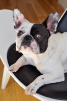 Picture of French Bulldog