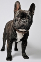 Picture of French Bulldog