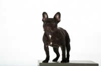 Picture of French Bulldog