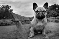 Picture of French Bulldog