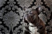 Picture of French Bulldog