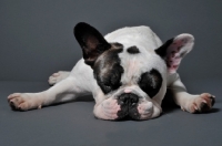 Picture of French Bulldog