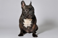 Picture of French Bulldog