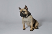 Picture of French Bulldog