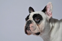 Picture of French Bulldog