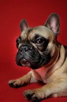 Picture of French Bulldog