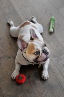 Picture of French Bulldog