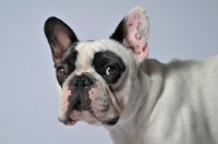 Picture of French Bulldog