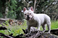 Picture of French Bulldog