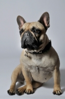 Picture of French Bulldog