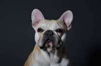 Picture of French Bulldog