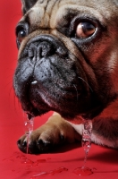 Picture of French Bulldog