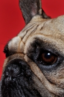 Picture of French Bulldog