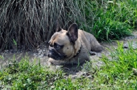 Picture of French Bulldog