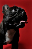 Picture of French Bulldog