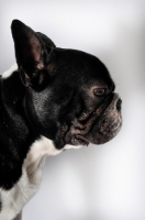 Picture of French Bulldog