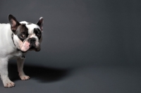 Picture of French Bulldog