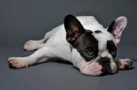 Picture of French Bulldog