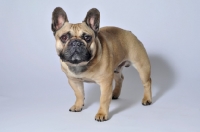 Picture of French Bulldog