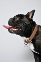 Picture of French Bulldog