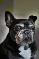 Picture of French Bulldog