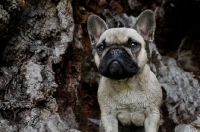 Picture of French Bulldog