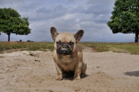 Picture of French Bulldog