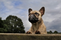 Picture of French Bulldog